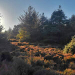 Trees and moorland in evening sun