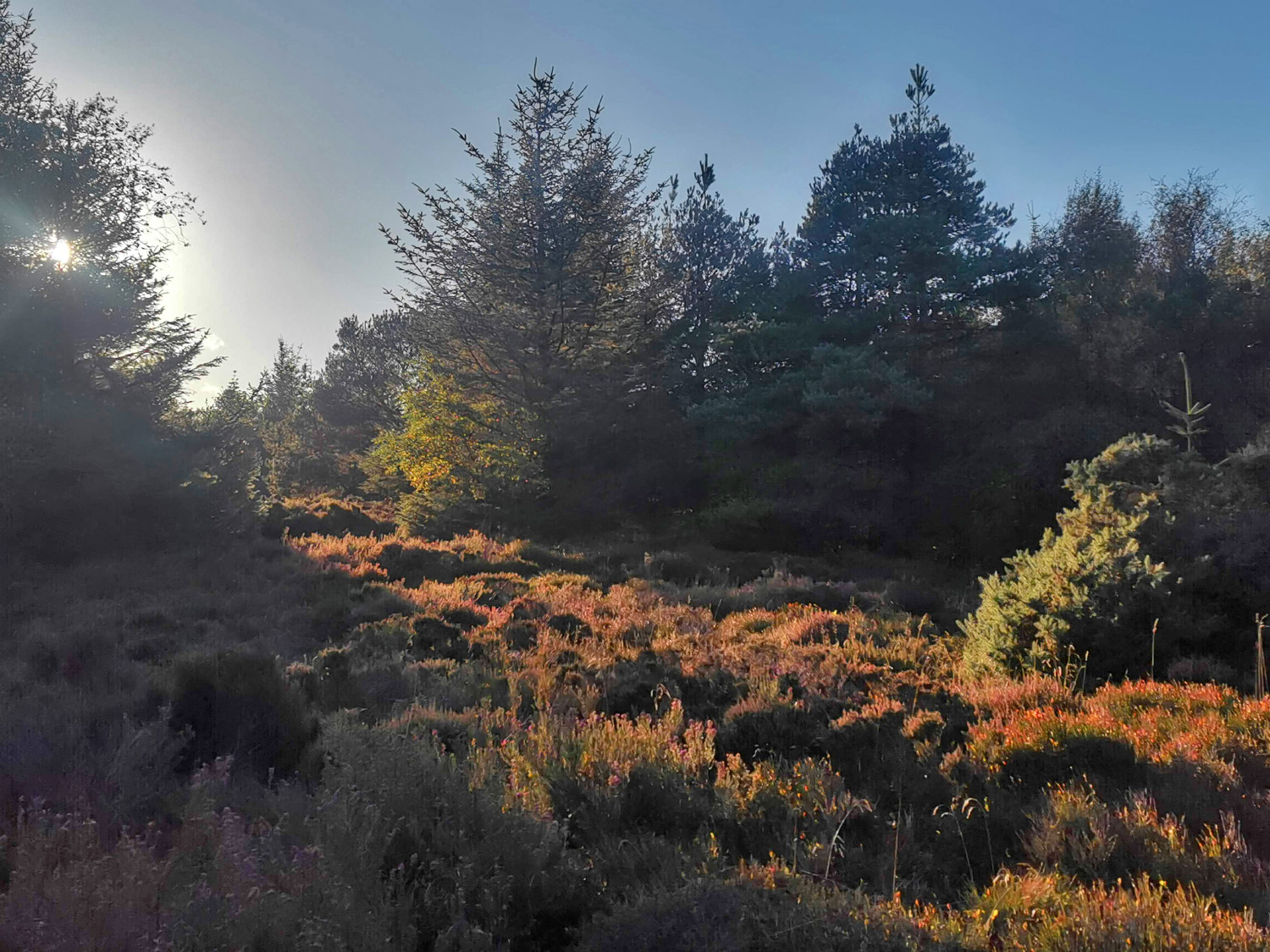 Trees and moorland in evening sun