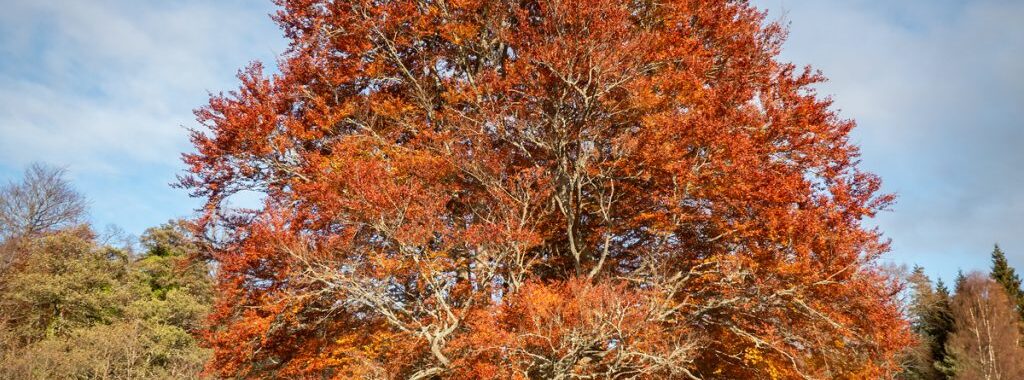 Autumn tree at Glen Tanar