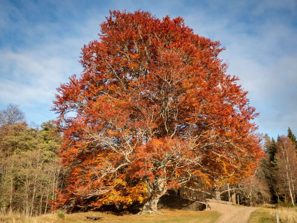 Autumn tree at Glen Tanar