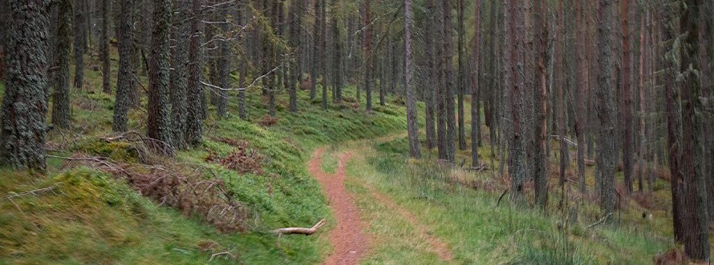 Singletrack in the forest