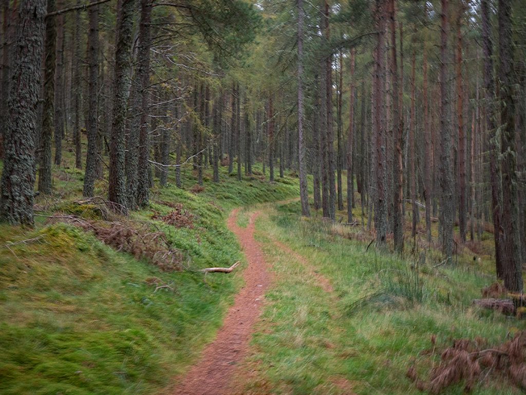 Singletrack in the forest