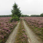 Goyle Hill
