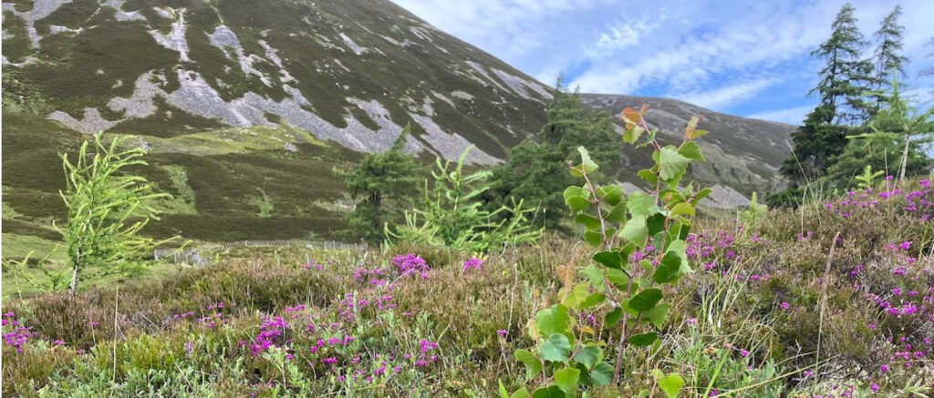 Larch and birch regenerating amongst the heather at Altanour